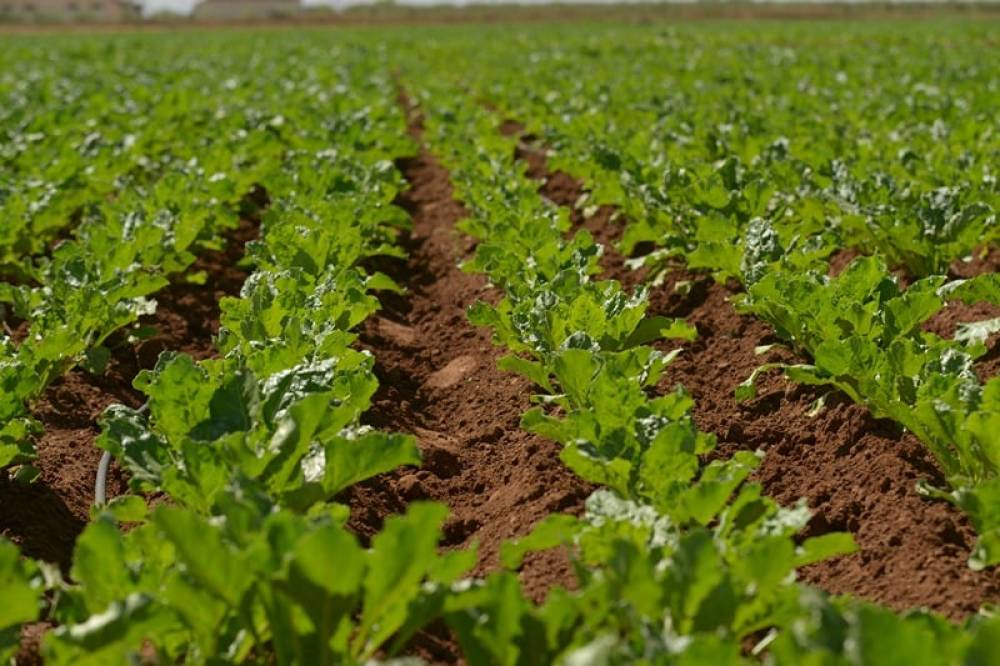 FNSA : Les travailleurs agricoles exigent une hausse salariale de 2.000 dirhams