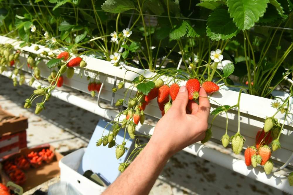 Les fraises marocaines sont-elles contaminées ?