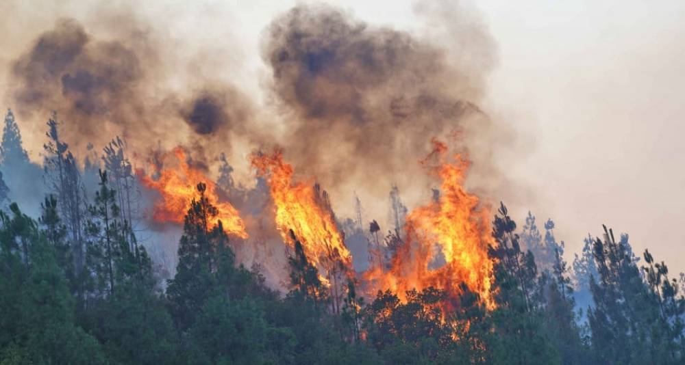 Tanger-Tétouan-Al Hoceima : Plus de 38 MDH pour la lutte contre les incendies de forêts