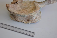 Paléontologie. Ce que l’on sait du plus ancien cérapode au monde découvert à Boulemane