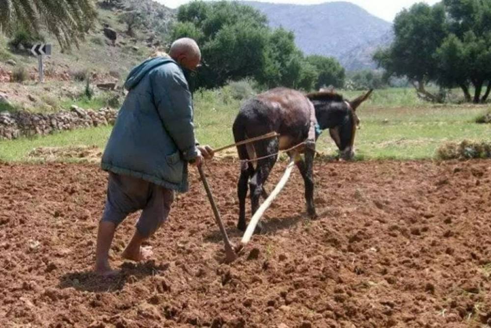 Sekkouri : Plus de 13.000 infractions au Code du travail dans le secteur agricole en 2024