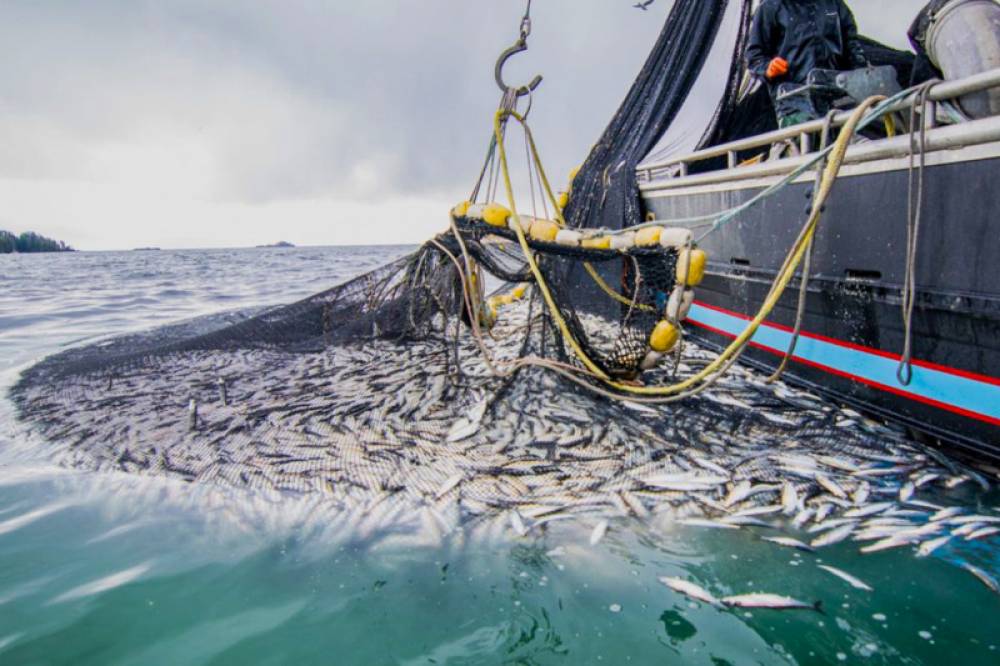 Pêche : hausse de la valeur des produits commercialisés de 13% à fin février