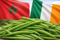 Le Maroc devient le premier fournisseur de haricots verts de l’Irlande