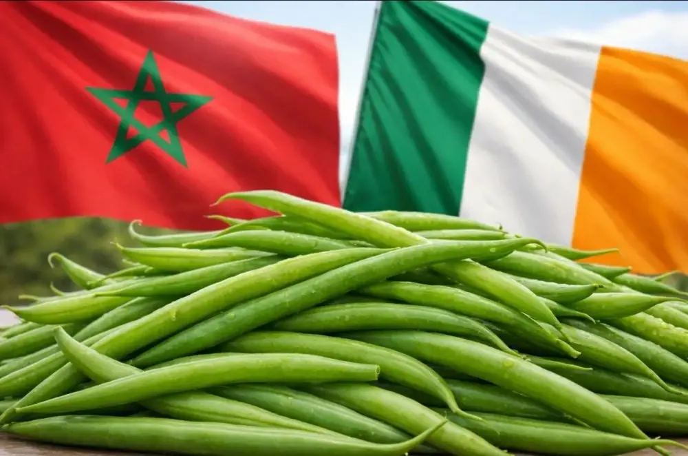 Le Maroc devient le premier fournisseur de haricots verts de l’Irlande