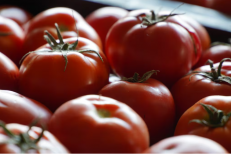 Tomates: les exportations marocaines vers l’UE ont bondi de 44% entre 2013 et 2025