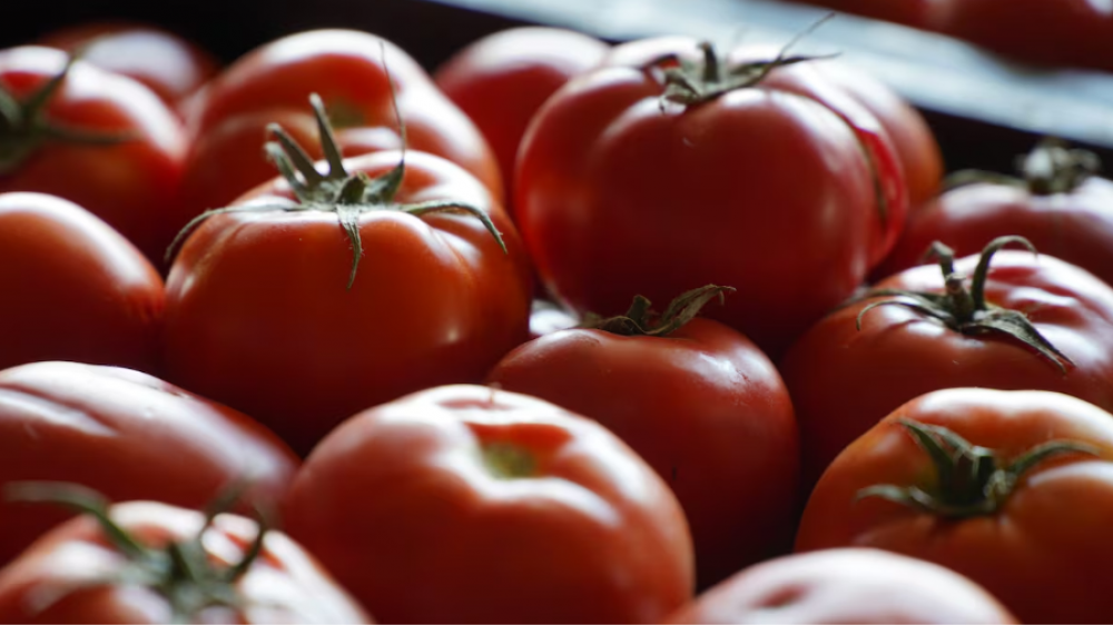 Tomates: les exportations marocaines vers l’UE ont bondi de 44% entre 2013 et 2025