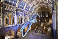 Un mystérieux minéral bleu du Maroc exposé au Musée d’Histoire naturelle de Londres, 30 ans après son analyse