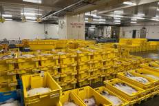 Pêche maritime : le gouvernement révise la loi sur le mareyage pour plus de transparence