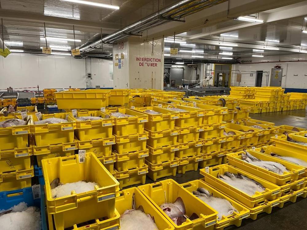 Pêche maritime : le gouvernement révise la loi sur le mareyage pour plus de transparence