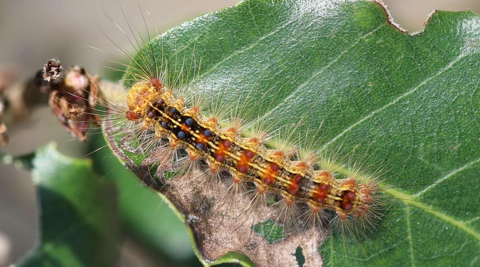 Forêt de Maâmora: une attaque exceptionnelle par un insecte défoliateur mobilise tous les partenaires concernés