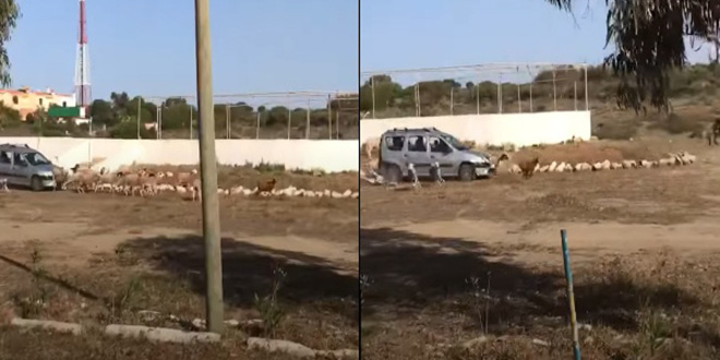 Le tueur de moutons de plage David condamné à un mois de prison ferme