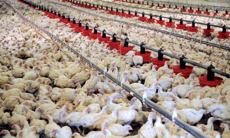 Fisa: ‘Vot’santé” n’est pas certifiée pour produire sous le label “Poulet fermier”