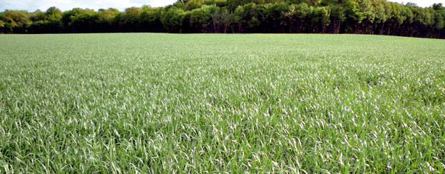 Campagne céréalière : Le ministère de l’agriculture fait le point