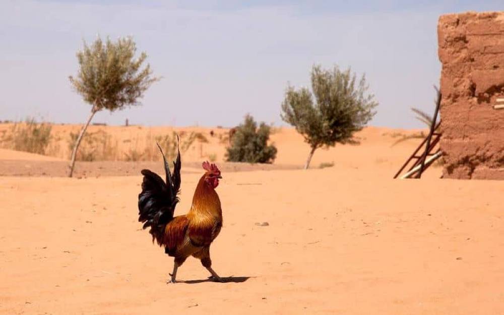 Nouvelle vague de chaleur au Maroc (+43 degrés)