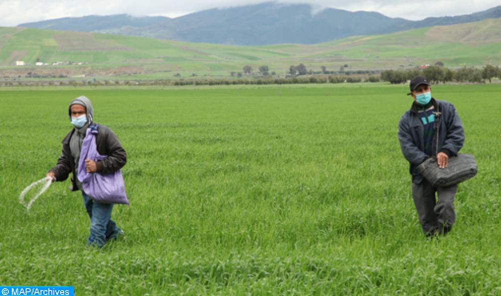 El Jadida : Les fortes précipitations ravivent l’espoir des agriculteurs