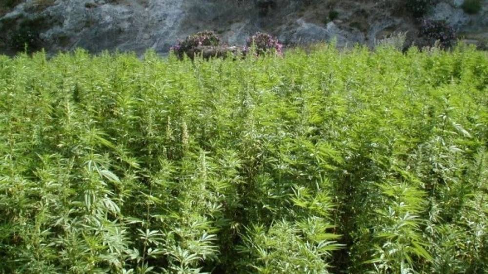 La Chambre des représentants adopte à la majorité le projet de loi relatif à l'usage licite du cannabis