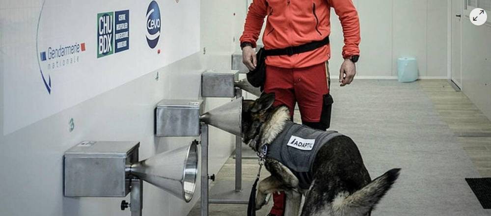 Le dépistage du Covid-19 par des chiens scientifiquement prometteur