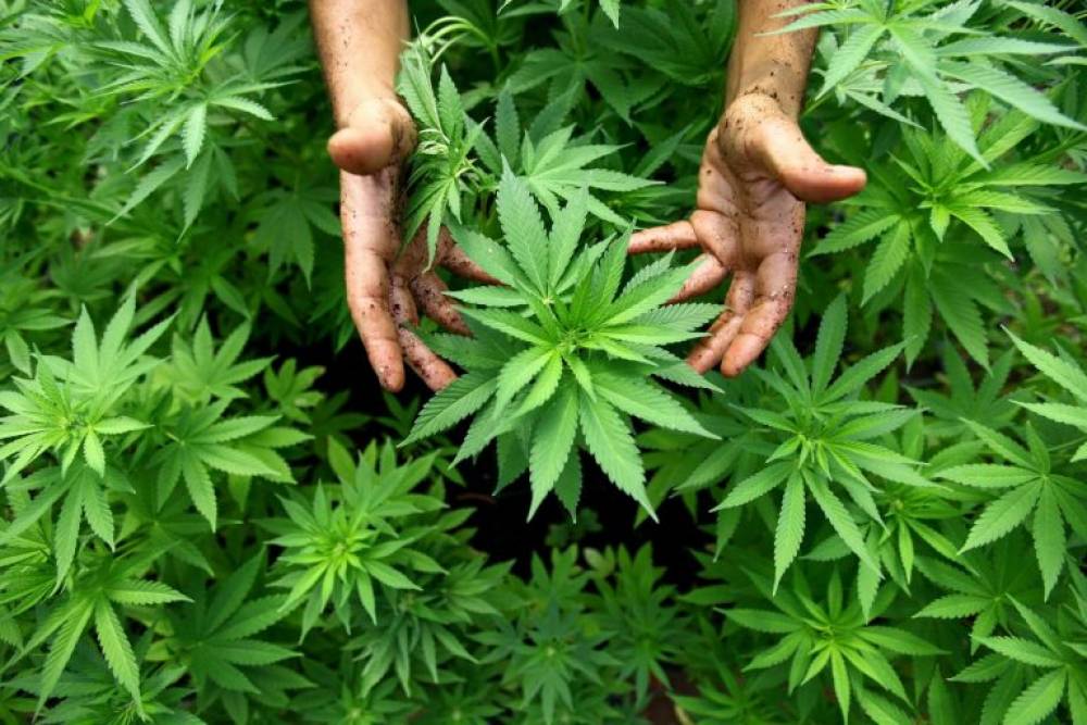 Études – Le Cannabis médical pourrait rapporter un revenu net annuel de 110.000 DH/Ha