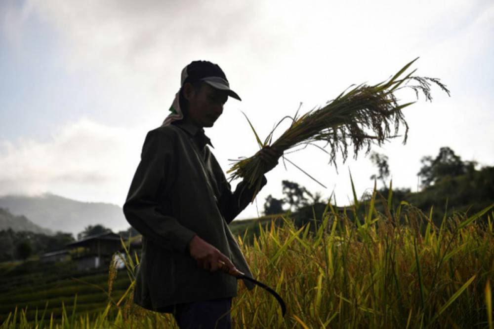 Soutien d’OCP à l’agriculture africaine, déjà plus d’un million de bénéficiaires
