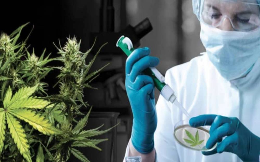 Le cannabis marocain intéresse les investisseurs israéliens