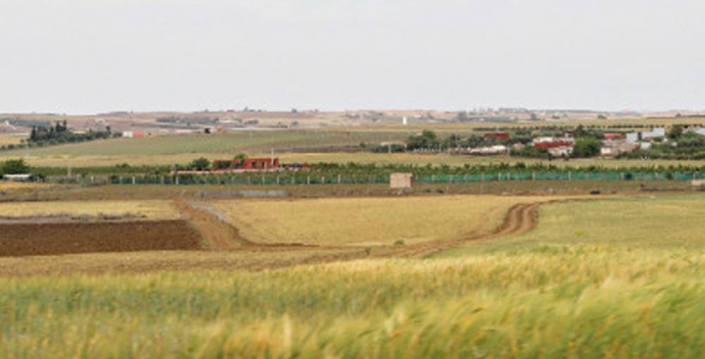 Agriculture : 144.000 hectares emblavés à Berrechid