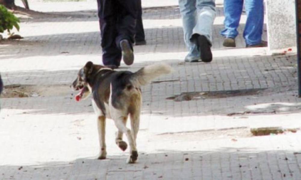 Casablanca construit une fourrière pour chiens et chats errants à 8 MDH