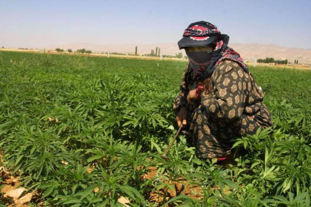 Projet de loi sur le cannabis : le PJD ne soumettra aucun amendement