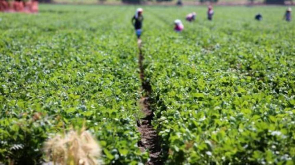 Italie : Face à la pénurie de main d’oeuvre agricole, les saisonniers marocains convoités