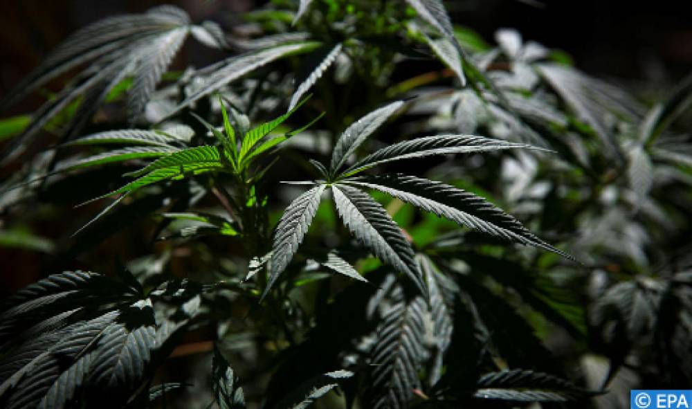 Principaux points des études relatives au développement du cannabis