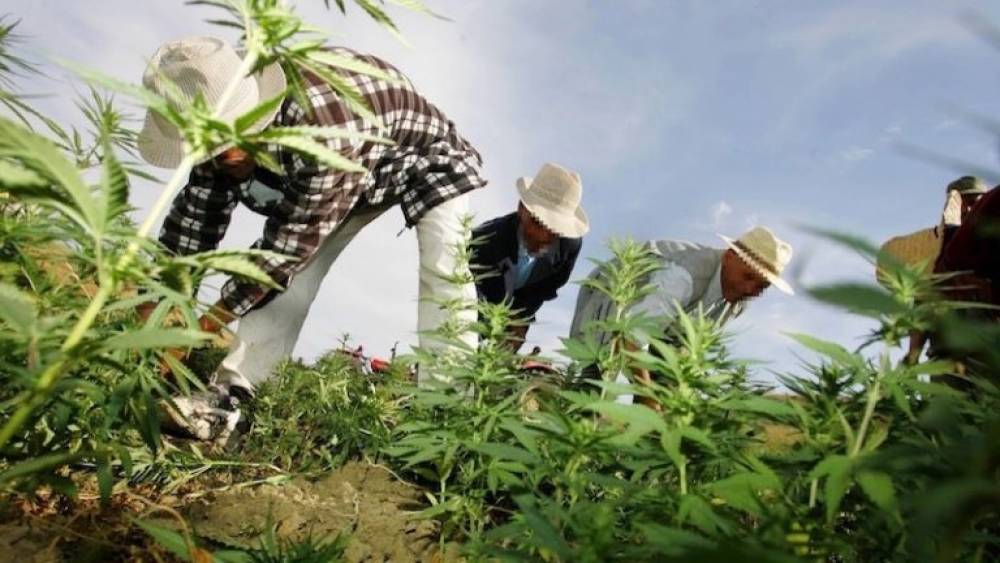 Le 1er Congrès marocain sur l'utilisation des dérivés du cannabis, du 20 au 22 mai à Tanger
