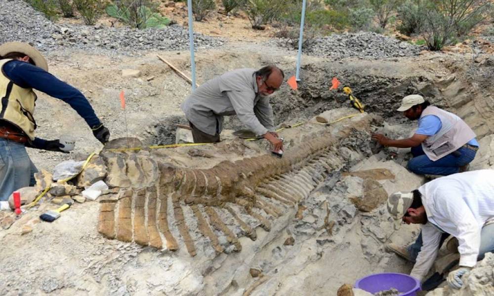 Une nouvelle espèce de dinosaure identifiée
