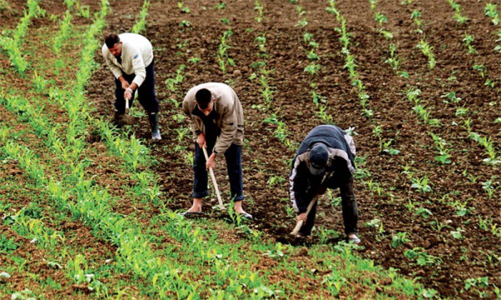 Protection sociale: Environ 800.000 agriculteurs inscrits à la sécurité sociale
