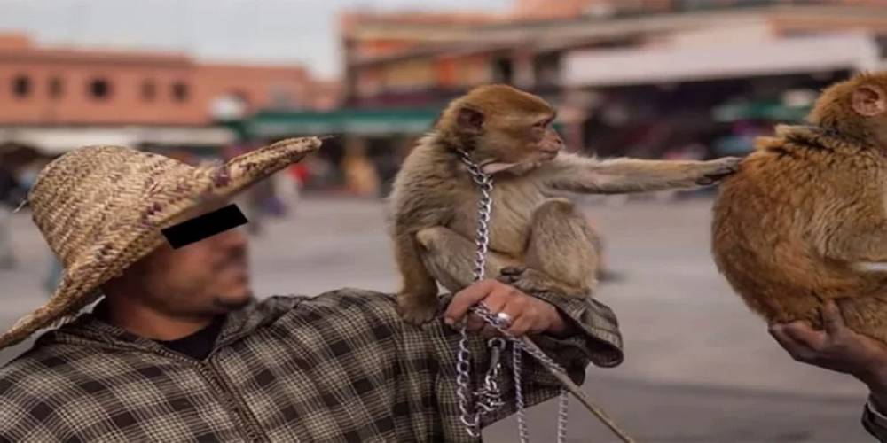 Monkeypox: les autorités de Marrakech recensent les singes de Jemaâ El-Fna