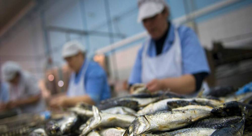 Dakhla: 4 ouvrier meurent asphyxiés dans une unité de conditionnement de poisson