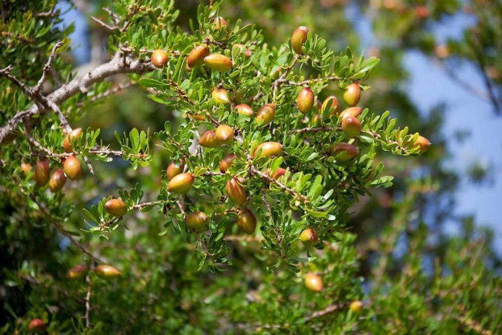 Arganier: un plan pour augmenter de 50% la part de l'huile d'argan conditionnée d'ici 2030