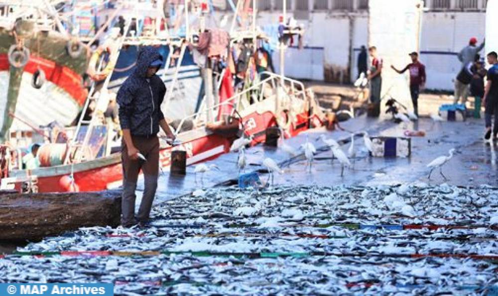 Port de Laâyoune : Hausse de 41% des débarquements de la pêche côtière et artisanale à fin avril (ONP)