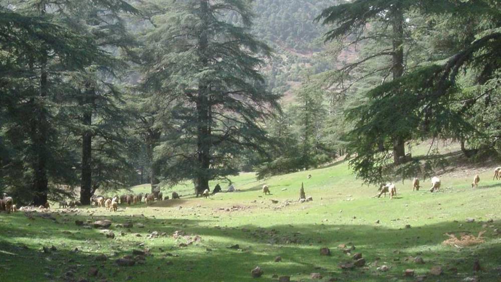 Eté 2024: L'ANEF sensibilise les visiteurs de la forêt de Tamesna à l'importance des espaces forestiers