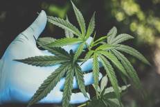Le cannabis légal ouvre la voie à l'arrivée de produits à base de CBD sur le marché marocain