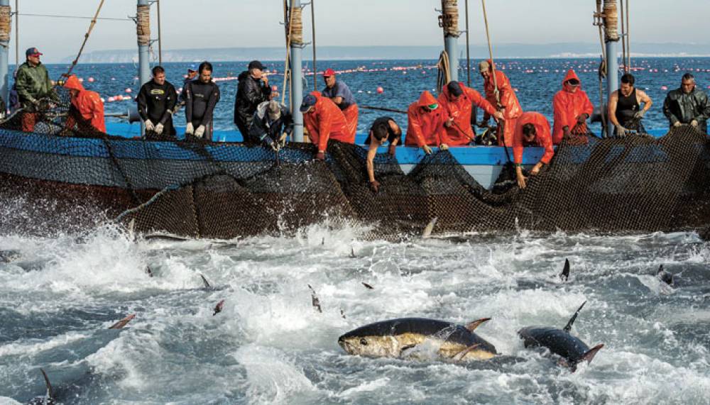 Pêche : Très légère hausse de la valeur des produits commercialisés à fin avril