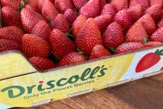 Conditionnement de fruits rouges: le géant américain Driscoll’s construit une nouvelle usine près de Larache