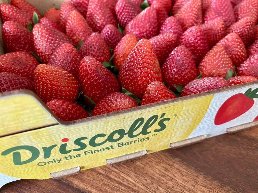Conditionnement de fruits rouges: le géant américain Driscoll’s construit une nouvelle usine près de Larache