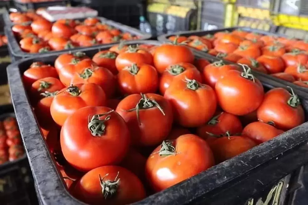 La Comader réagit à la recrudescence des incidents contre les tomates marocaines en France