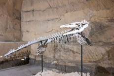 Belgique : Un musée acquiert la réplique du squelette d'un mosasaure marocain