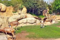 Jardin Zoologique National de Rabat : Naissance de plus de 80 animaux d’espèces rares et menacées en 2025