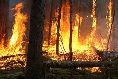 Forêt de Houara : arrestation d'un individu soupçonné d'incendie volontaire