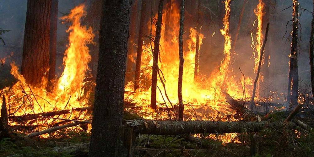 Forêt de Houara : arrestation d'un individu soupçonné d'incendie volontaire