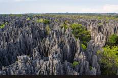 La forêt sèche de l'ouest malgache entre au patrimoine mondial de l'UNESCO