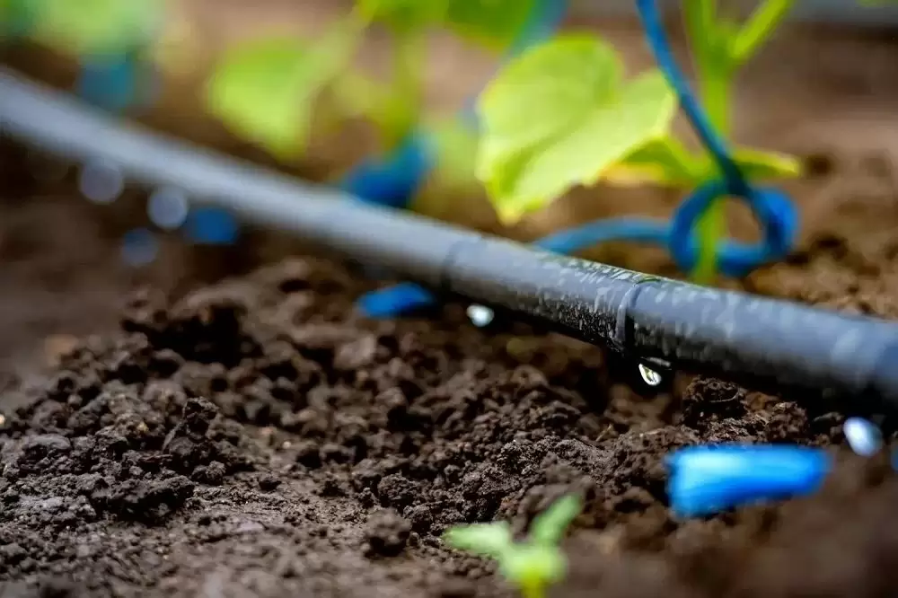 Stress hydrique : 23.890 hectares à reconvertir à l’irrigation localisée dans le Haouz