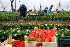 Huelva : Un syndicat révèle des «violations graves» contre les saisonnières marocaines