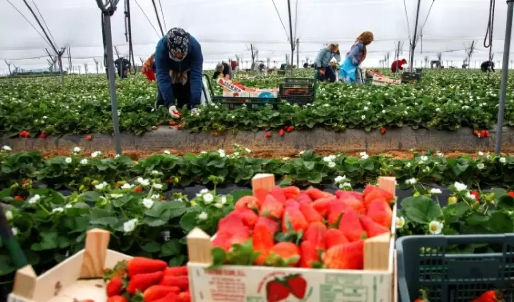 Huelva : Un syndicat révèle des «violations graves» contre les saisonnières marocaines